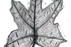 Arayla, Art-6-8, Study of a Leaf