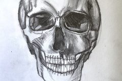 Callie, VA1, Skull Study