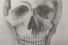 Mylovely, VA1, Skull Study and Facial Proportions