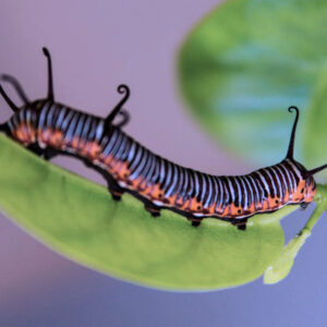 Caterpillar on a leaf