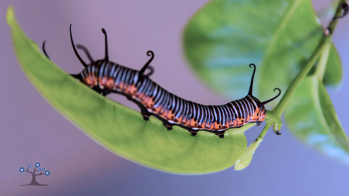 Caterpillar on a leaf