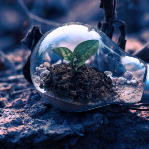 A lightbulb sitting on the dirt with a green plant sprouting inside the bulb.